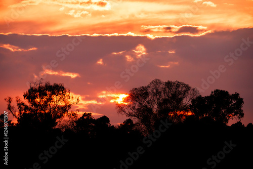 Sunset among eucalyptus trees in Piedrabuena photo