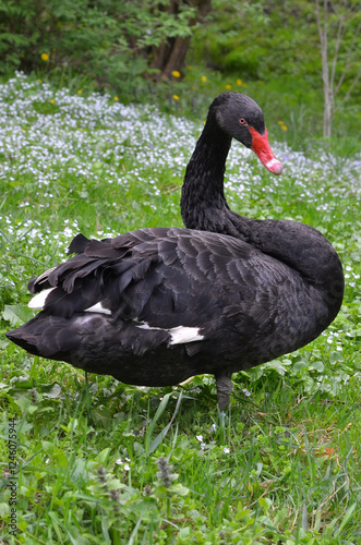  Cygnus atratus , one wild black swan on the grass in spring park. Closeup photo outdoors.  Portrait  of swan on spring meadow.  photo