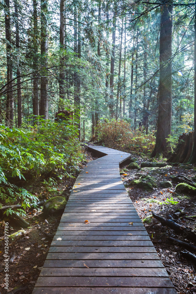 Boardwalk in the rainforest, Vancouver, Canada Boardwalk in the rainforest, Vancouver, Canada
