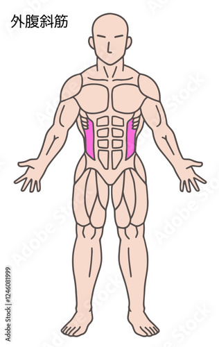 外腹斜筋、人体の筋肉図