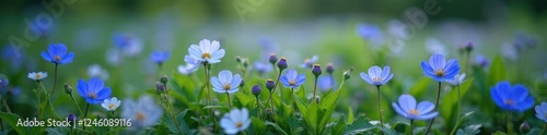 Dark blue forget me nots in a field of wildflowers, field, organic, foliage