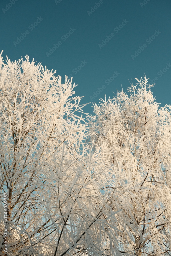 snow covered trees against blue sky snow covered trees against blue sky