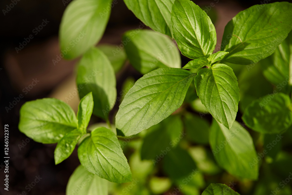 Close-up view of sweet basil tree growth on plant Close-up view of sweet basil tree growth on plant