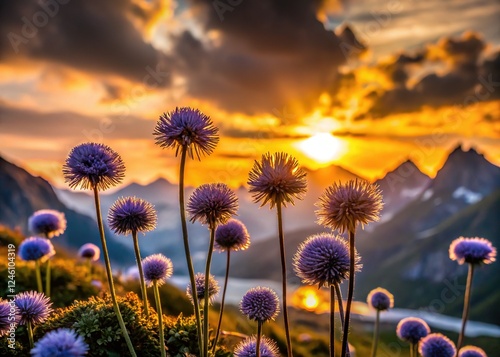 Silhouette of Globularia punctata Wildflowers at Sunset, Karwendel Mountains, Austria photo