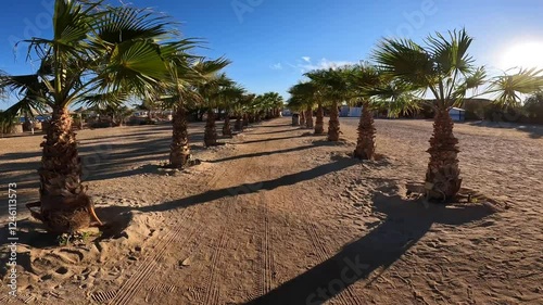palm avenue, exotic vacation, palm-lined path, paradise holiday, tranquil alley,  sunny holiday, vacation vibes, tropical escape, relaxing walk, palm alley, exotic nature, seaside path