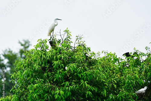White Heron Sits On The Branch Of Big Green Tree.
