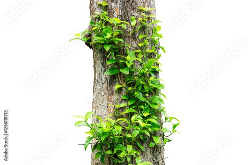 Ivy Vine Climbing Tree Trunk Isolated On White Background.