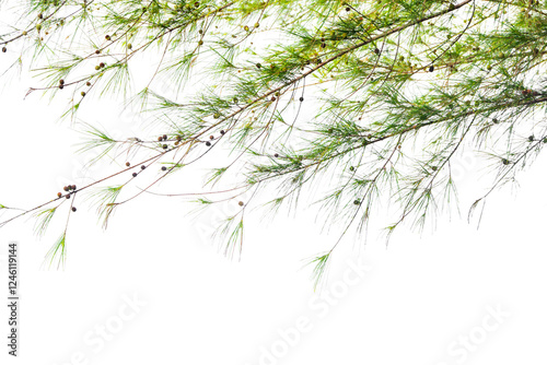 Spring Pine Isolated On White Background Use For Garden And Park Decoration, Advertising work.