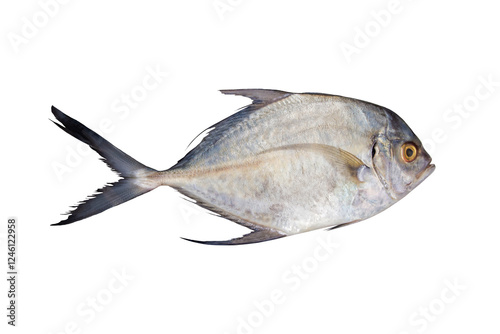 Fresh Fish From The Sea Isolated On White Background, Food.