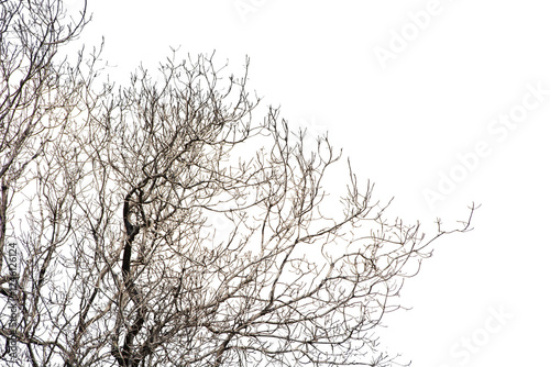 Dead Tree Isolated On White Background.