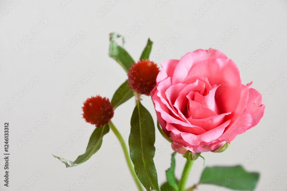 Obraz premium 薔薇と千日紅