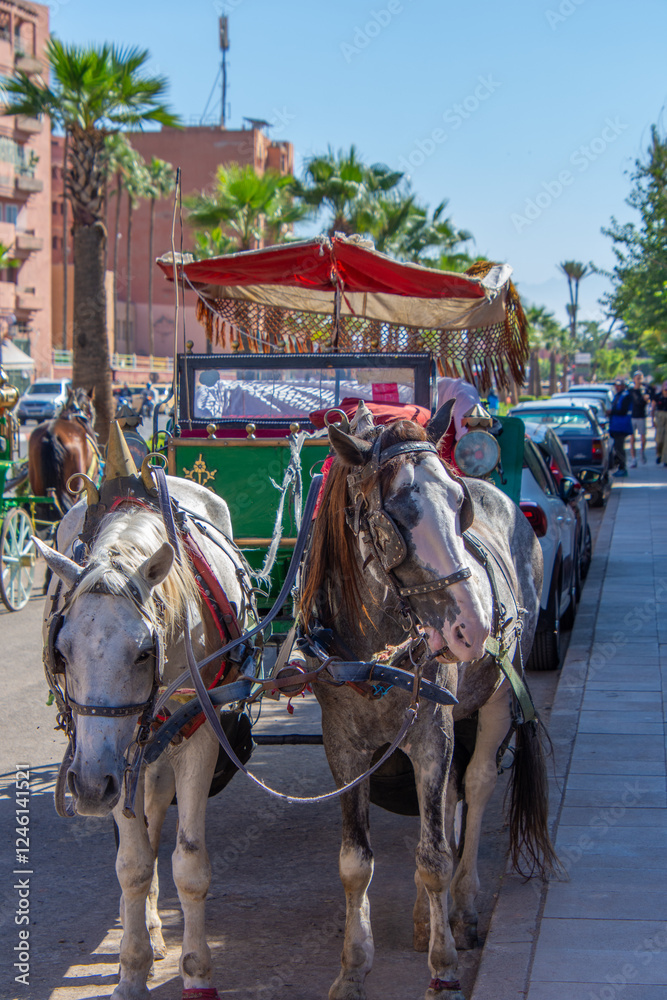 Pretty horse for walking tourists on the Jemma El Fna square in Marrakech Pretty horse for walking tourists on the Jemma El Fna square in Marrakech