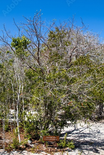 Botanic nature park on Isla Catalina on the southern part of Dominican Republic, Caribbean. photo