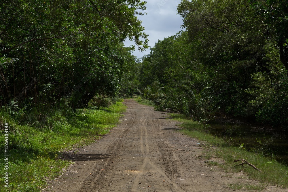 Fototapeta premium Dirt road through dense forest in the Northern Dominican Republic, Caribbean.