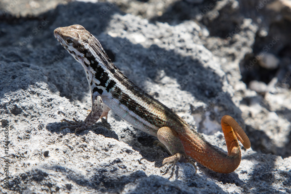 Naklejka premium Small Lizard, Hispaniolan Masked Curly-tailed Lizard (Leiocephalus personatus), on Isla Catalina outside Dominican Republic, Caribbean.