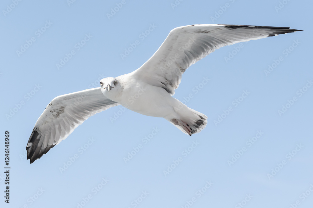 Flying seagull bird isolated on blue sky background. Flying seagull bird isolated on blue sky background.
