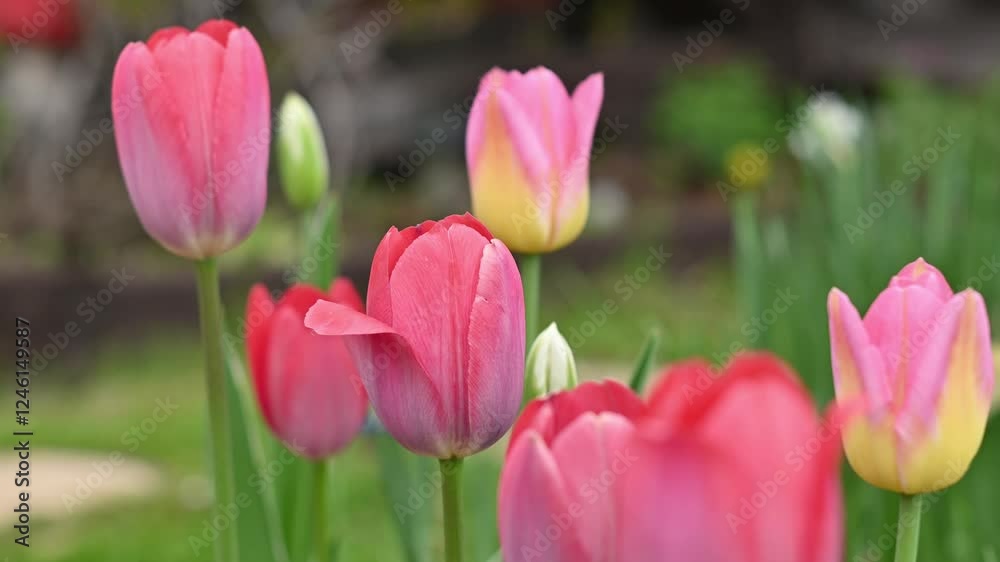 beautiful varietal tulips in a flower bed in the garden close-up. Tulipa triumph beautiful varietal tulips in a flower bed in the garden close-up. Tulipa triumph