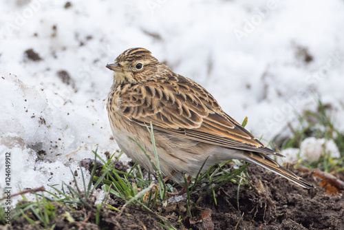 Eurasian Skylark Alauda arvensis on snow in Putgarten, Insel Rügen, Germany photo