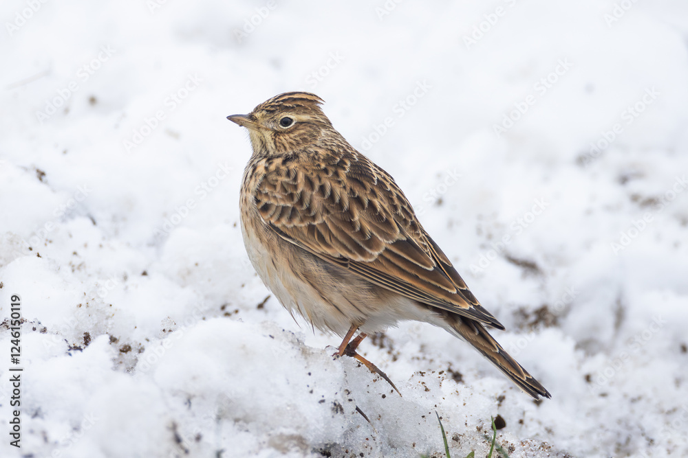 Eurasian Skylark Alauda arvensis on snow in Putgarten, Insel Rügen, Germany Eurasian Skylark Alauda arvensis on snow in Putgarten, Insel Rügen, Germany