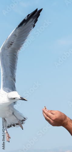 Feeding seagull bird on blue sky background. Seabird takes food from males hand with its beak. Vertical banner