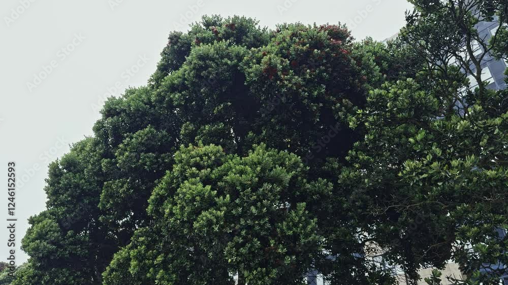 Dense Green Tree with Red Blossoms Near Urban Architecture Dense Green Tree with Red Blossoms Near Urban Architecture