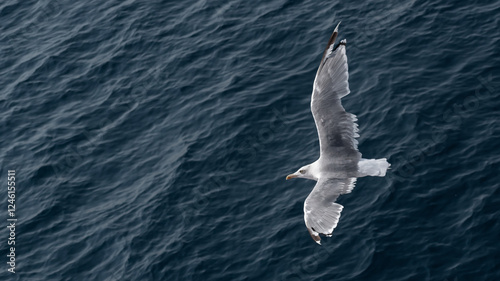 Seagull bird flying over dark blue waves of sea. High angle view, panoramic banner, copy space for text. Sea gull flies with its wings spread over ocean water