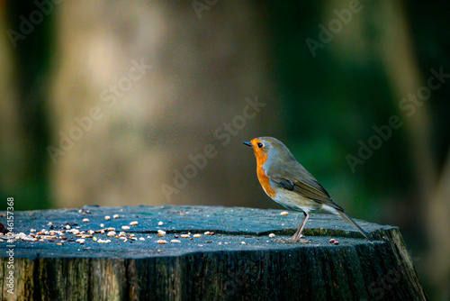 Wallpaper Mural Close-Up of a European Robin on a Wooden Stump in Nature Torontodigital.ca
