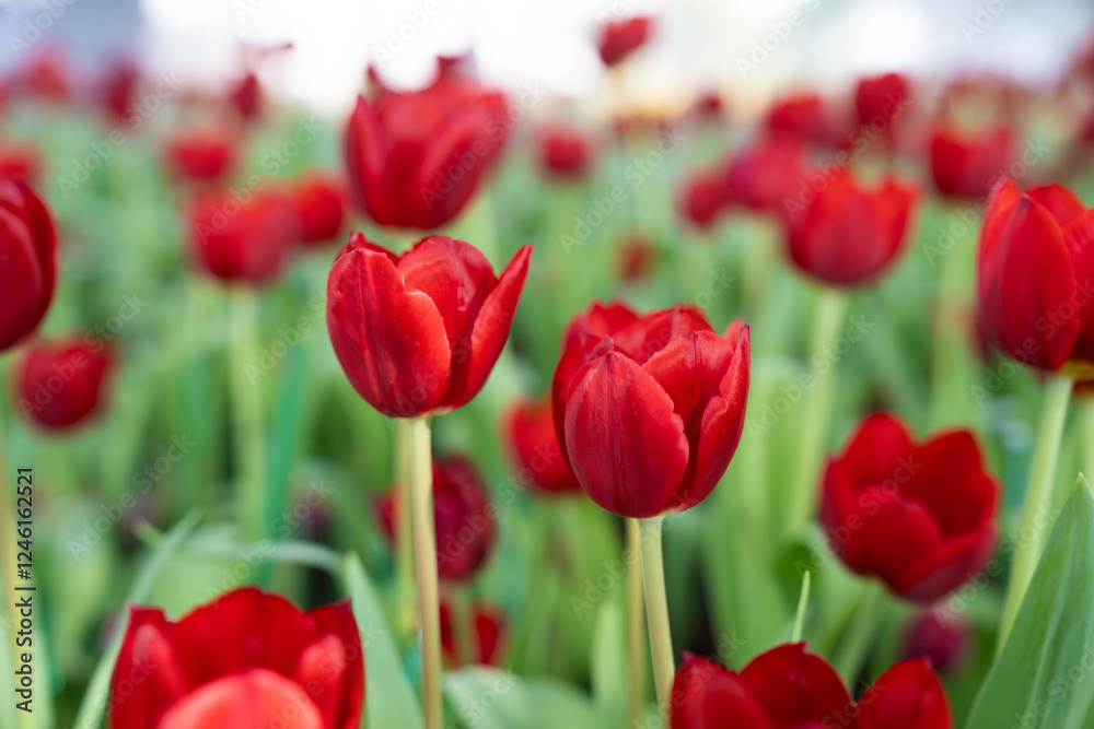 close-up of blooming red tulips. tulip flowers with deep red petals. flower arrangement background close-up of blooming red tulips. tulip flowers with deep red petals. flower arrangement background