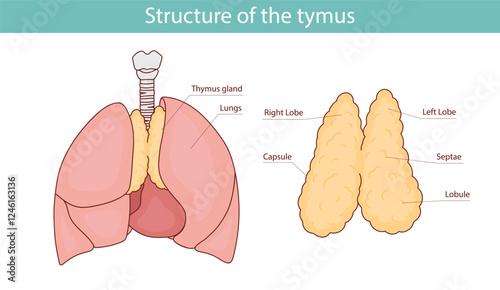 anatomical illustration of the human thymus. hand drawn vector illustration.