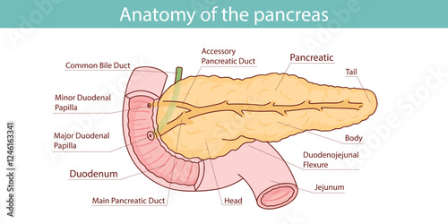 anatomical illustration of the human pancreas. hand drawn vector illustration.