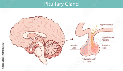 Detailed illustration of the pituitary gland and brain. vector illustration in cartoon style