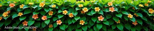 a thick hedge with green leaves and flowers blooming in the spring, hedges, plant life photo