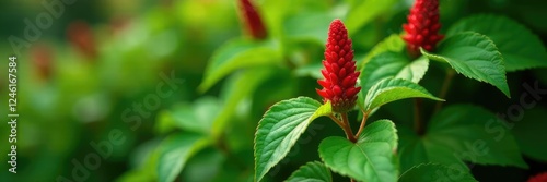 Acalypha hispida Burm flowering in leaf axils hanging down, green leaves, red photo