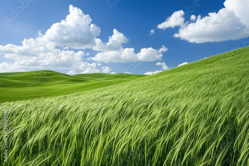 Vibrant green grass waves under a clear blue sky with fluffy white clouds.