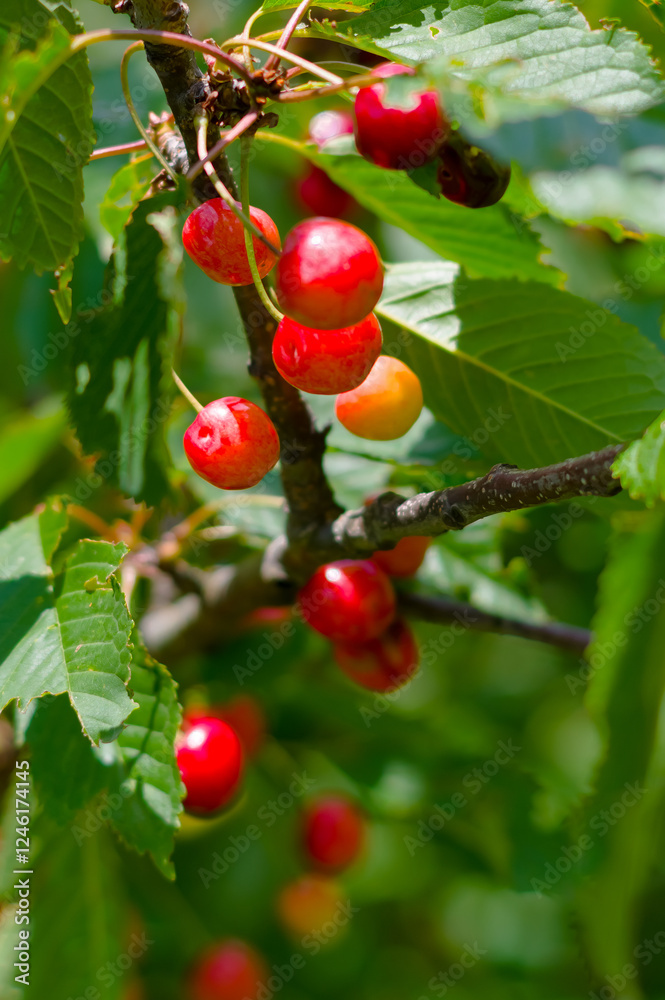 A close-up view of the fruits of the wild cherry. The fruits of this wild-growing tree are used as food for birds. A close-up view of the fruits of the wild cherry. The fruits of this wild-growing tree are used as food for birds.