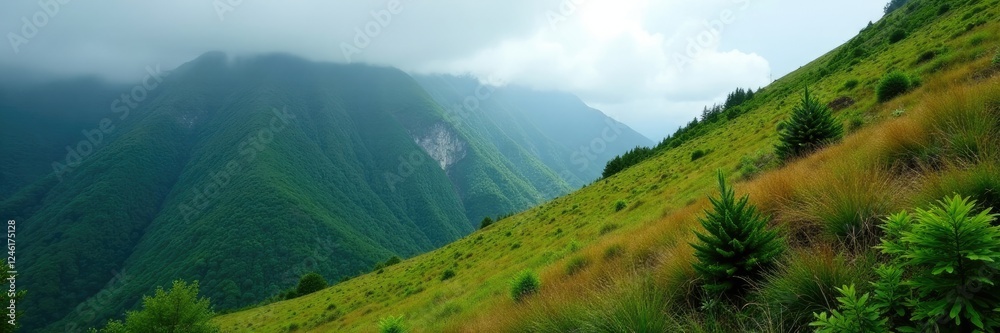 Obraz premium Slope of the mountain covered with moss and ferns under overcast sky, scenery, atmosphere