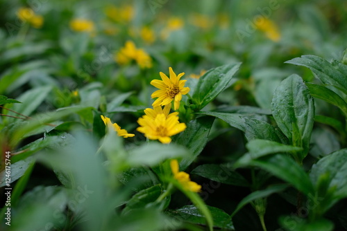 Wedelia or Sphagneticola trilobata belongs to the order Asterales, family Asteraceae. Wedelia is a wild flower plant that lives in tropical climates, usually found in plantation areas and rice fields photo