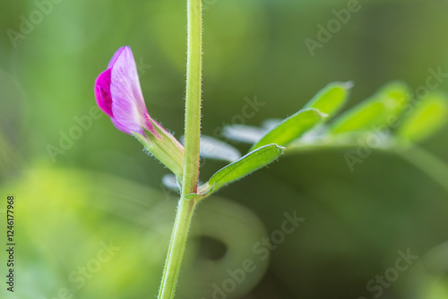 narrow leaved vetch