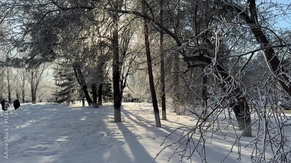 winter landscape with trees in snow and frost. a frosty sunny day and trees in the snow in the park. sparkling fabulous winter trees winter landscape with trees in snow and frost. a frosty sunny day and trees in the snow in the park. sparkling fabulous winter trees