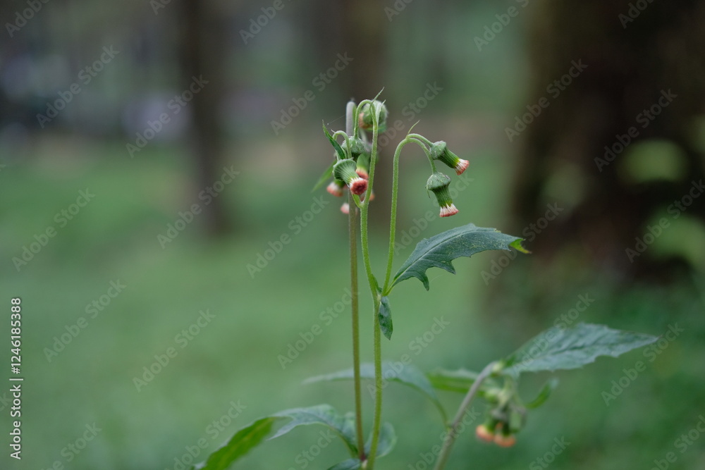 Crassocephalum crepidioides, also called ebolo, thickhead, redflower ragleaf, or fireweed, is an erect annual slightly succulent herb growing up to 180 cm tall Crassocephalum crepidioides, also called ebolo, thickhead, redflower ragleaf, or fireweed, is an erect annual slightly succulent herb growing up to 180 cm tall