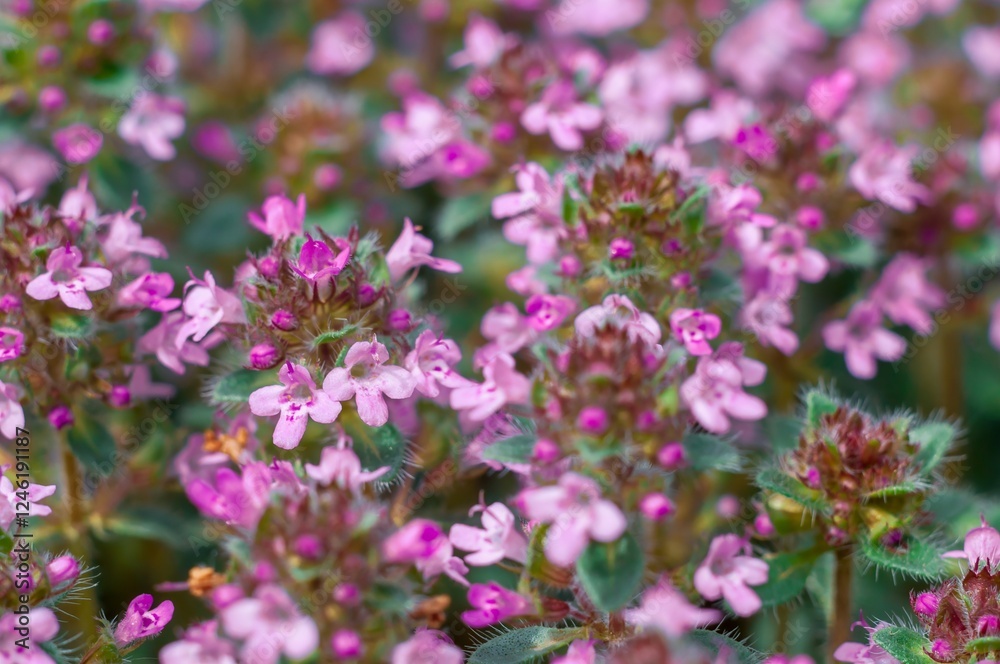 Close-up of blooming thyme with selected focus, soft details, and sunlight creating dreamy bokeh. Close-up of blooming thyme with selected focus, soft details, and sunlight creating dreamy bokeh.