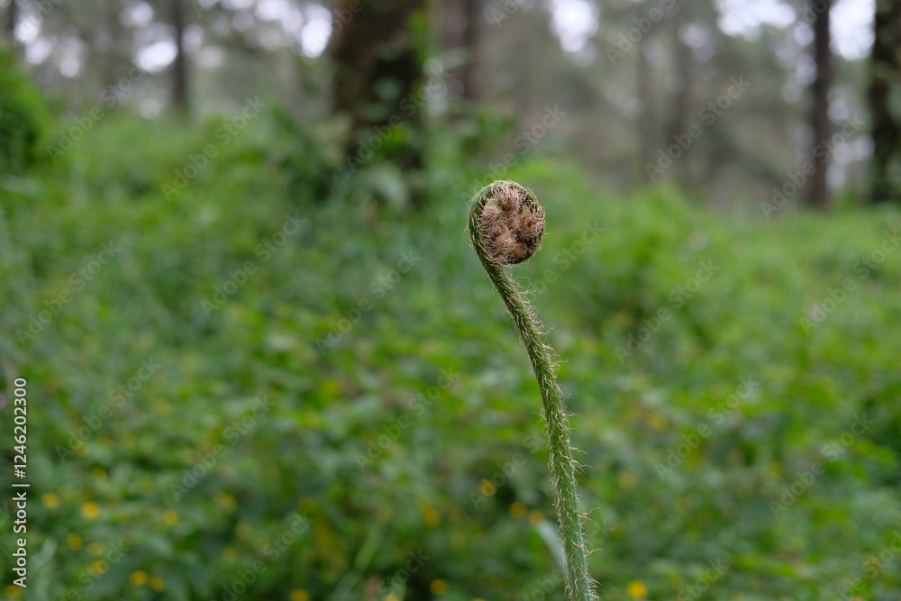 Coniferous fern (Polystichum) is a worldwide genus of approximately 180 to 260 species of terrestrial ferns from the kidney fern family (Dryopteridaceae). Coniferous fern (Polystichum) is a worldwide genus of approximately 180 to 260 species of terrestrial ferns from the kidney fern family (Dryopteridaceae).