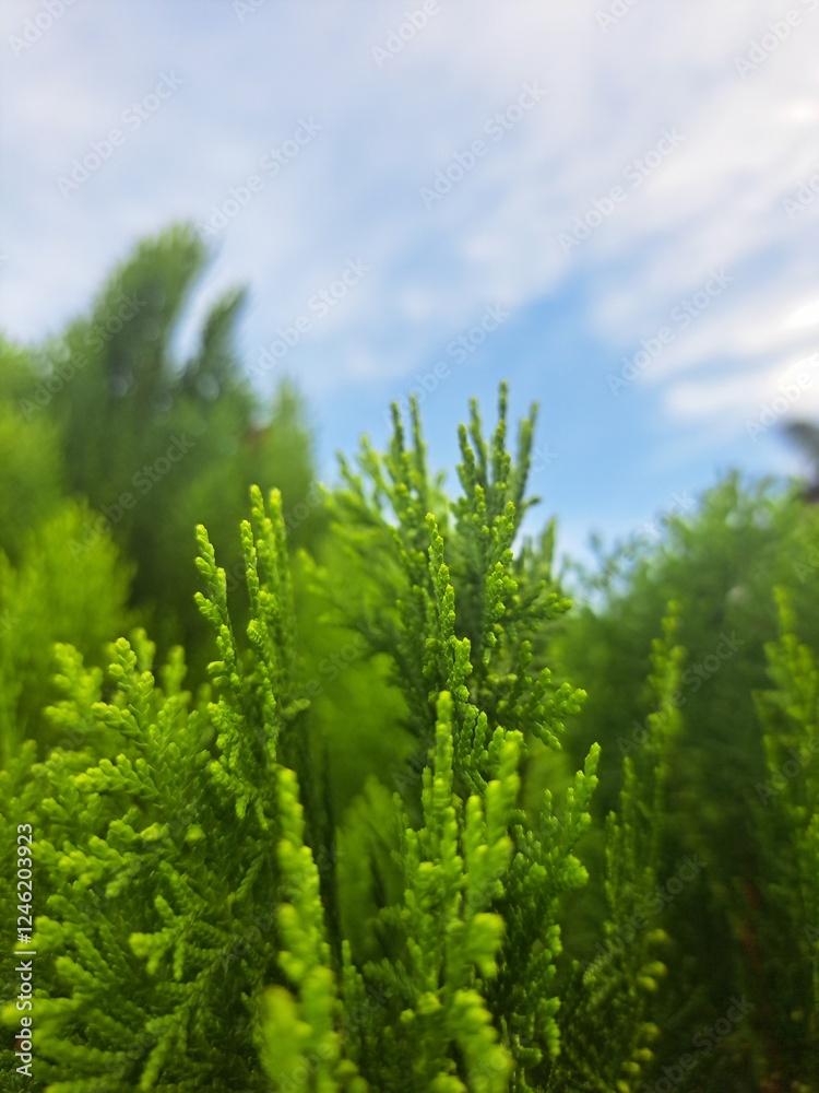 green pine tree green pine tree