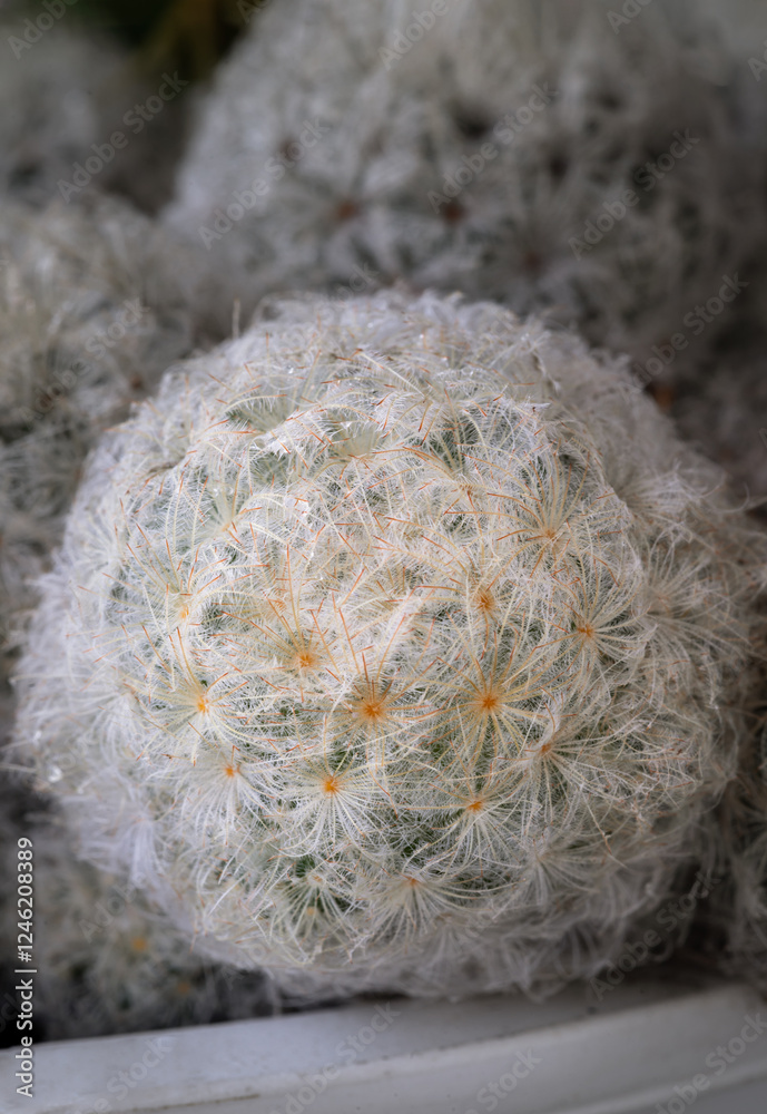 Close-up view of Feather Cactus ( Mammillaria plumosa F.A.C.Weber ) in detailed. Cactus succulent plant spherical green with white feathers covering the stem, use it as your Space for text, Design,.