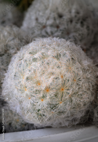 Obraz na płótnie Close-up view of Feather Cactus ( Mammillaria plumosa F.A.C.Weber ) in detailed. Cactus succulent plant spherical green with white feathers covering the stem, use it as your Space for text, Design,. w salonie
