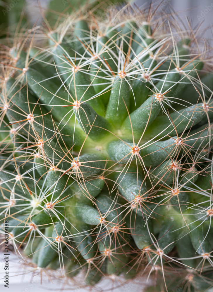 Close-up view of Mammillaria longimamma in detailed with sharp white prickles. Prickly green Finger cactus, Succulent Plant, Cactus flower, use it as your Space for text, Design, Wallpaper and Poster,