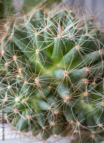 Obraz na płótnie Close-up view of Mammillaria longimamma in detailed with sharp white prickles. Prickly green Finger cactus, Succulent Plant, Cactus flower, use it as your Space for text, Design, Wallpaper and Poster, w salonie