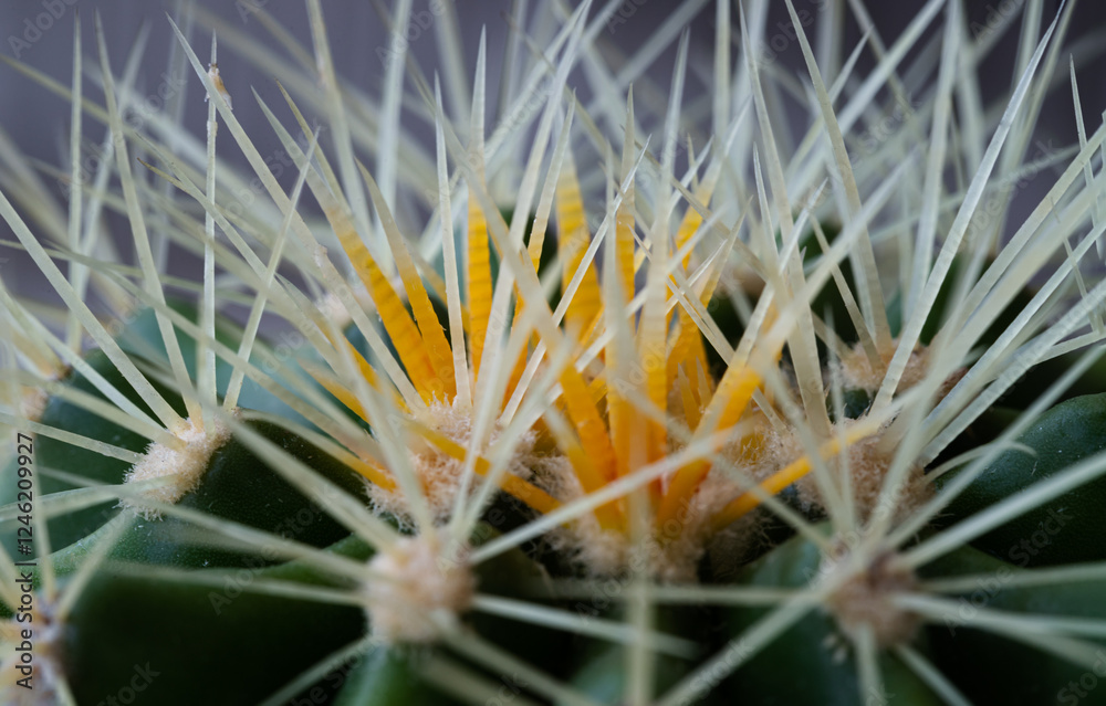 Very detailed view of Sharp white prickles on Ferocactus echidne at close range. Prickly green Parodia polyacantha cactus or Parodia langsdorffii plant, use it as your Space for text, Design,Wallpaper
