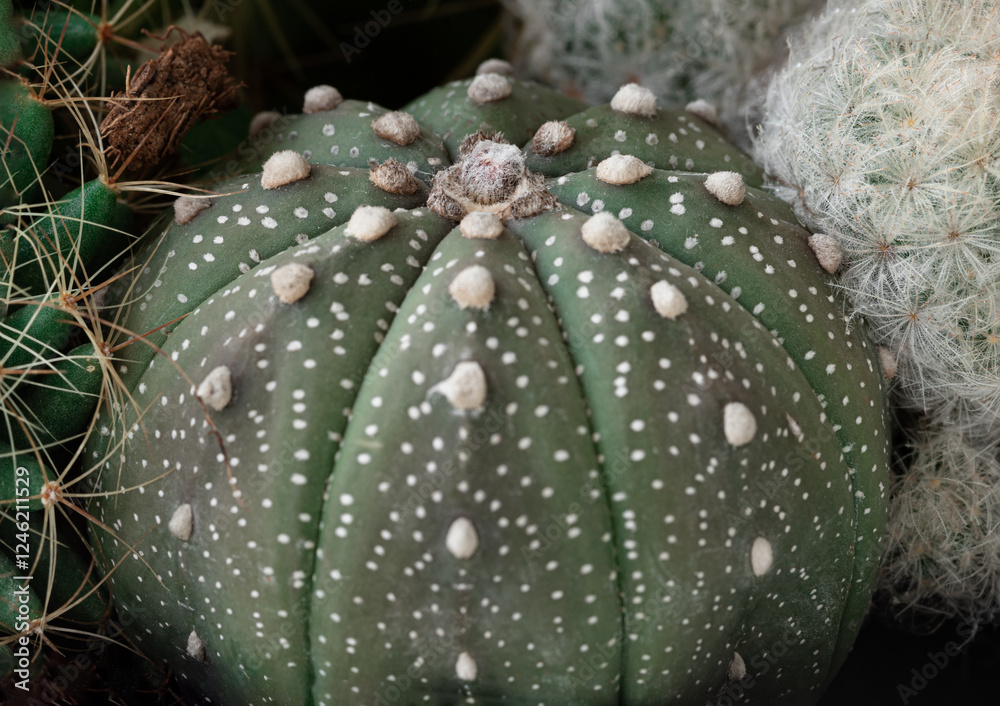 View of Astrophytum asterias (Kabuto cactus). Makes the shape of the tree (form) look like a star, Cactus flower, Succulent Plant, use it as your Space for text, Design, Wallpaper and Poster,