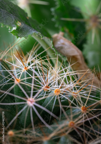 Obraz na płótnie Close-up view of Mammillaria longimamma in detailed with sharp white prickles. Prickly green Finger cactus, Succulent Plant, Cactus flower, use it as your Space for text, Design, Wallpaper and Poster, w salonie